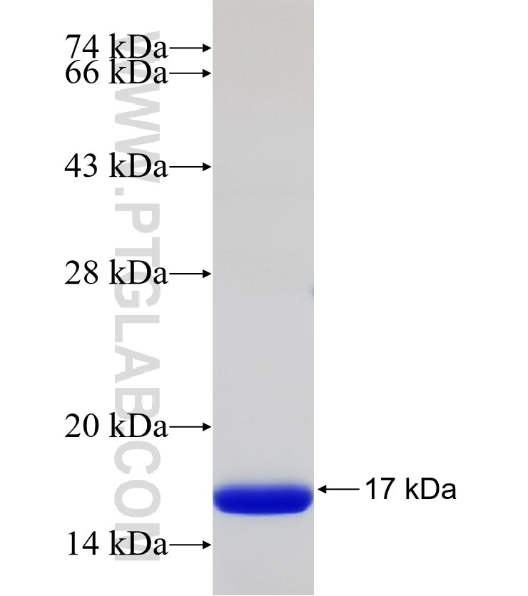 PCDHGB7 fusion protein Ag32523 SDS-PAGE