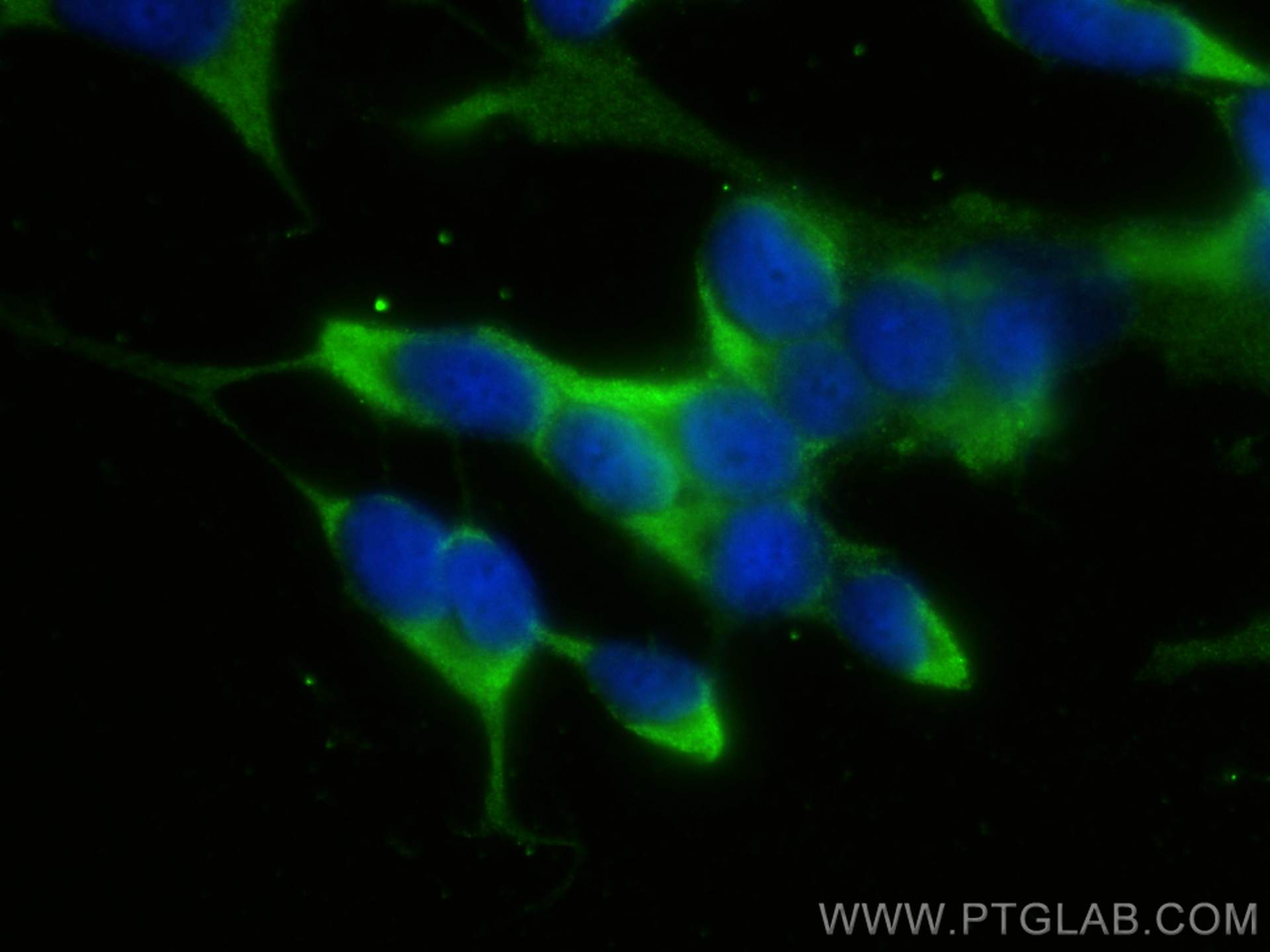 Immunofluorescence (IF) / fluorescent staining of SH-SY5Y cells using PCDHGC3 Polyclonal antibody (10857-1-AP)