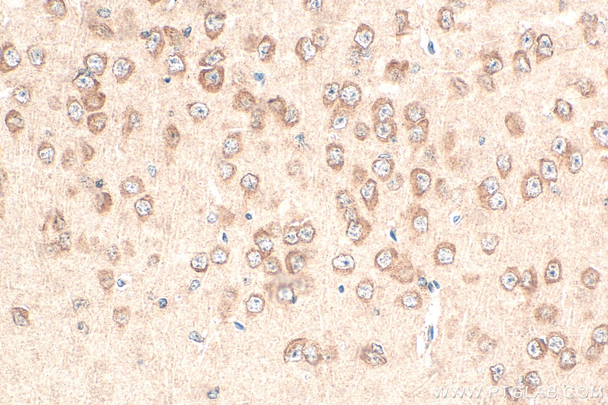 Immunohistochemistry (IHC) staining of mouse brain tissue using PCDHGC3 Polyclonal antibody (10857-1-AP)