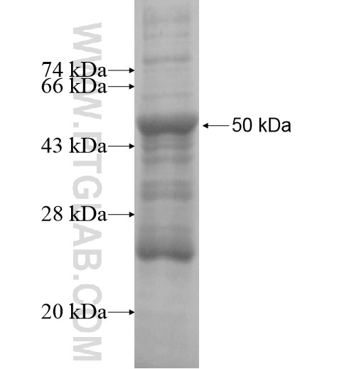 PCDHGC4 fusion protein Ag15836 SDS-PAGE