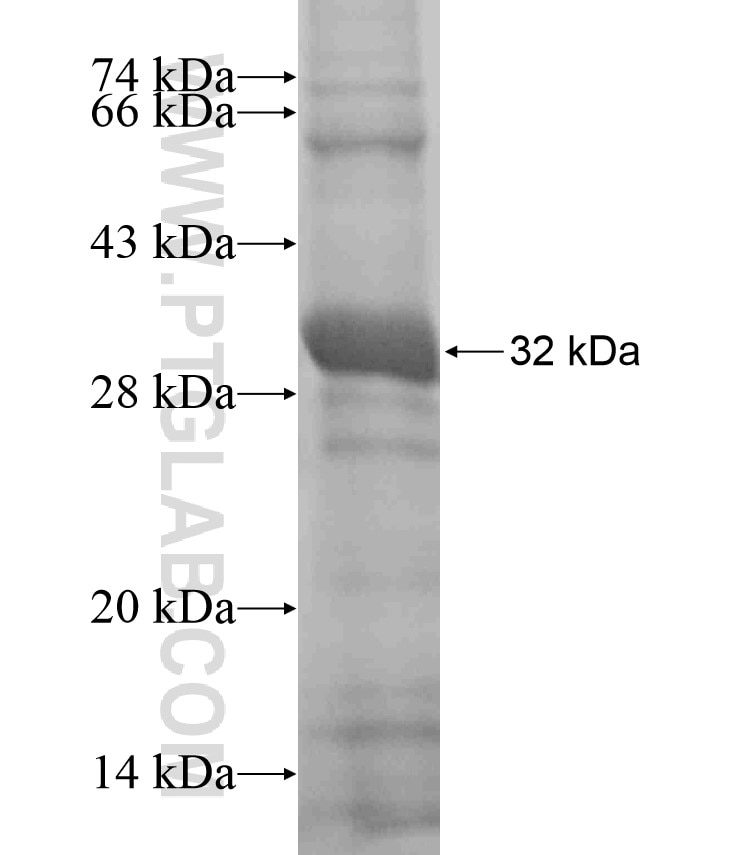 PCDHGC4 fusion protein Ag16986 SDS-PAGE
