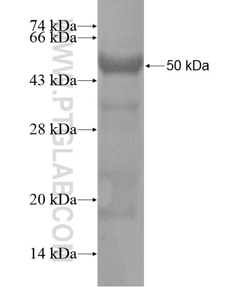PCF11 fusion protein Ag20263 SDS-PAGE