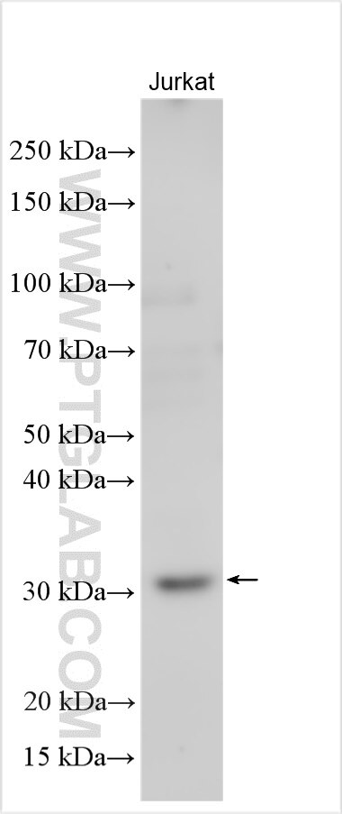 Western Blot (WB) analysis of various lysates using PCGF1 Polyclonal antibody (15581-1-AP)