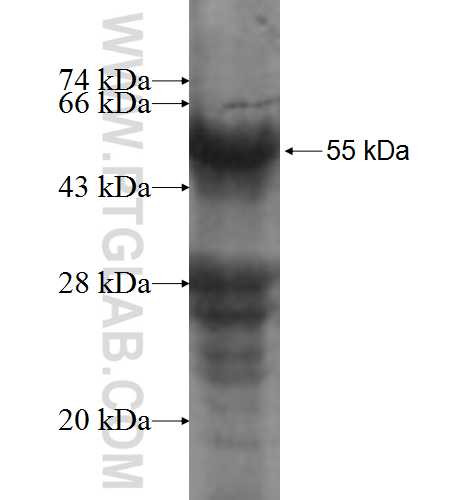 PCGF1 fusion protein Ag7983 SDS-PAGE