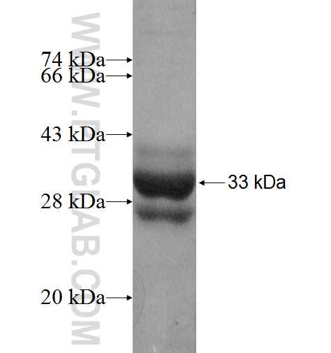 PCGF1 fusion protein Ag9264 SDS-PAGE
