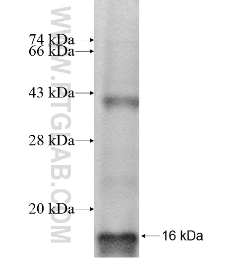 PCGF3 fusion protein Ag11404 SDS-PAGE