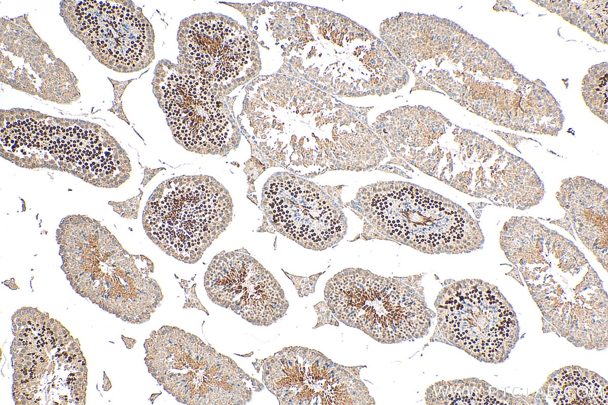 Immunohistochemistry (IHC) staining of mouse testis tissue using PCGF6 Polyclonal antibody (24103-1-AP)