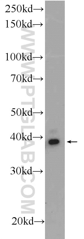Western Blot (WB) analysis of PC-13 cells using PCGF6 Polyclonal antibody (24103-1-AP)