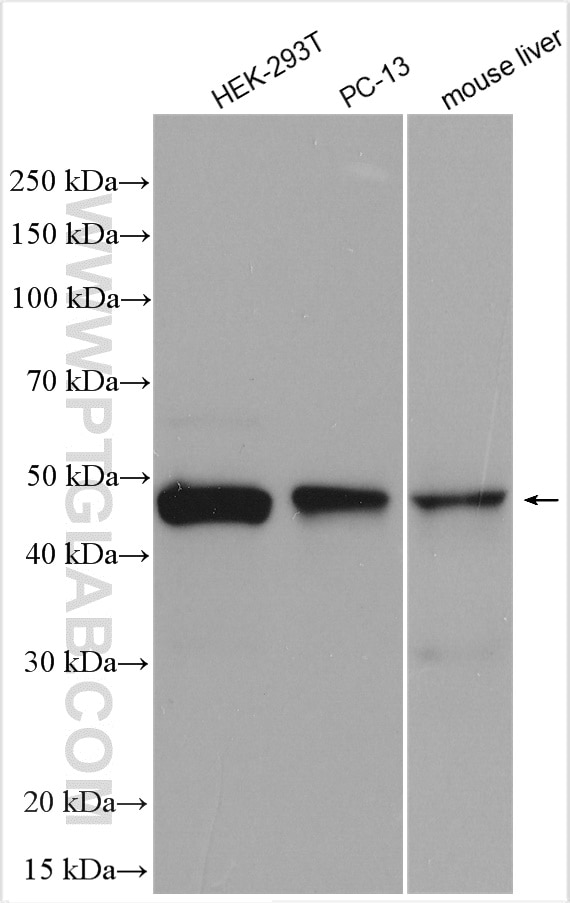 Western Blot (WB) analysis of various lysates using PCGF6 Polyclonal antibody (24103-1-AP)