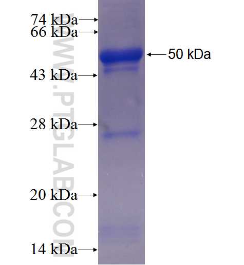 PCID2 fusion protein Ag24417 SDS-PAGE