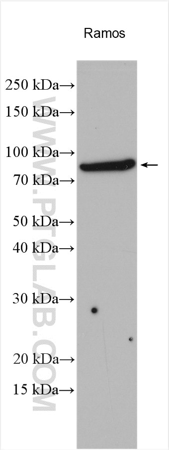 Western Blot (WB) analysis of various lysates using PCIF1 Polyclonal antibody (16082-1-AP)