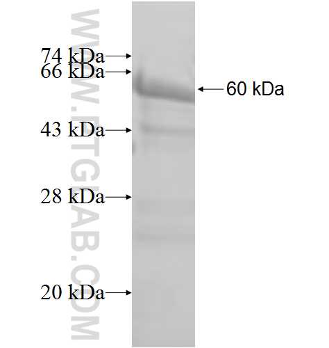 PCIF1 fusion protein Ag9080 SDS-PAGE