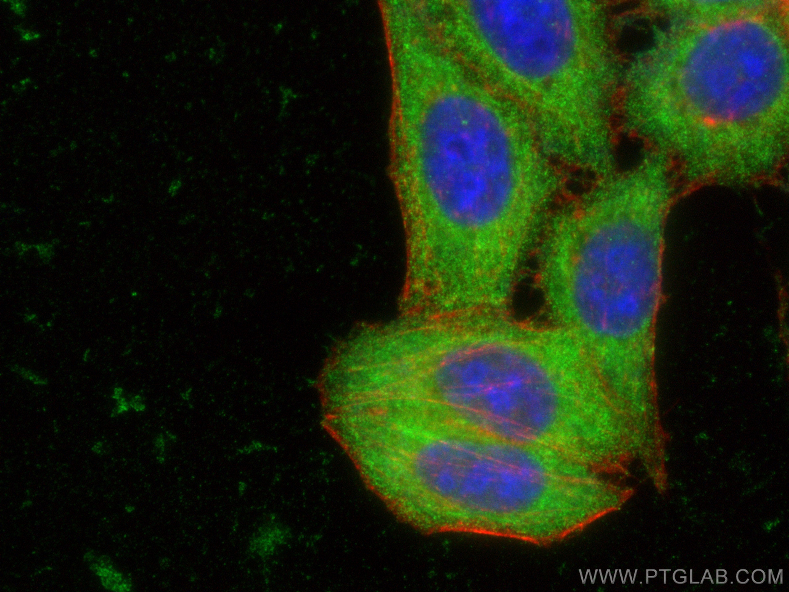 Immunofluorescence (IF) / fluorescent staining of HepG2 cells using PCK1 Polyclonal antibody (16754-1-AP)