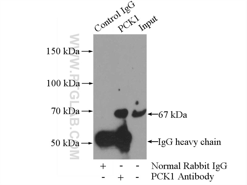 Immunoprecipitation (IP) experiment of HepG2 cells using PCK1 Polyclonal antibody (16754-1-AP)