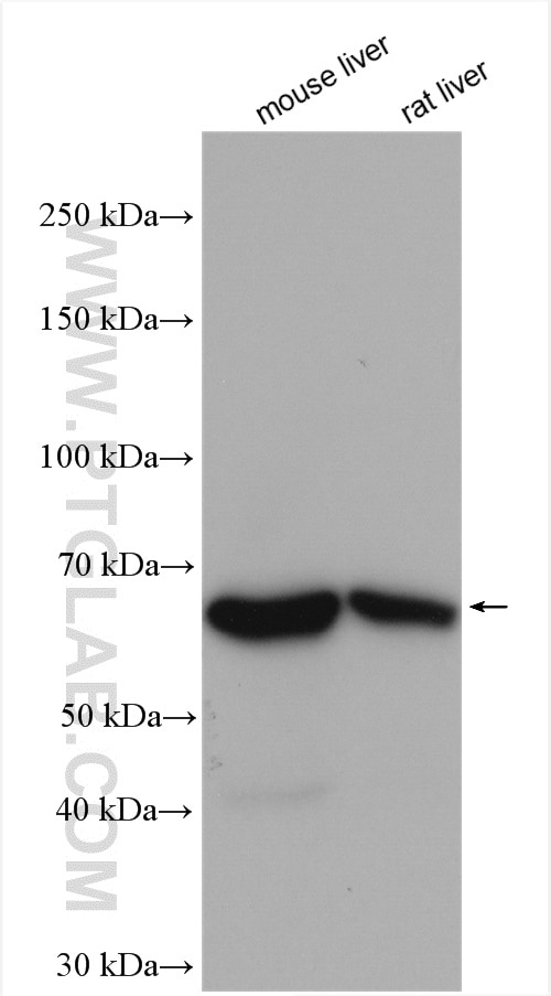 Western Blot (WB) analysis of various lysates using PCK1 Polyclonal antibody (16754-1-AP)