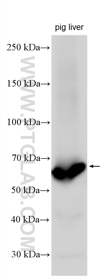 Western Blot (WB) analysis of various lysates using PCK1/2 Polyclonal antibody (16754-1-AP)