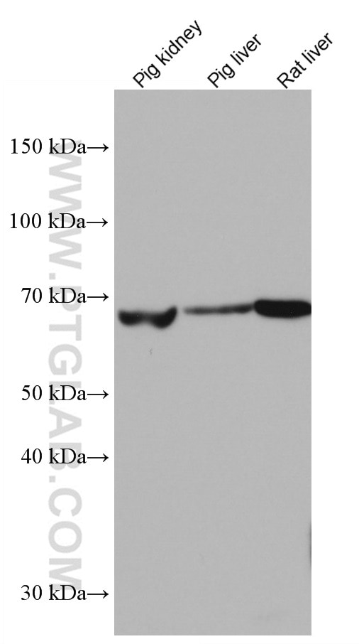 Western Blot (WB) analysis of various lysates using PCK1 Monoclonal antibody (66862-1-Ig)