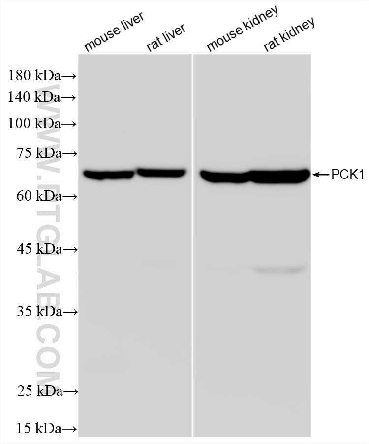 Western Blot (WB) analysis of various lysates using PCK1 Recombinant monoclonal antibody (87901-3-RR)