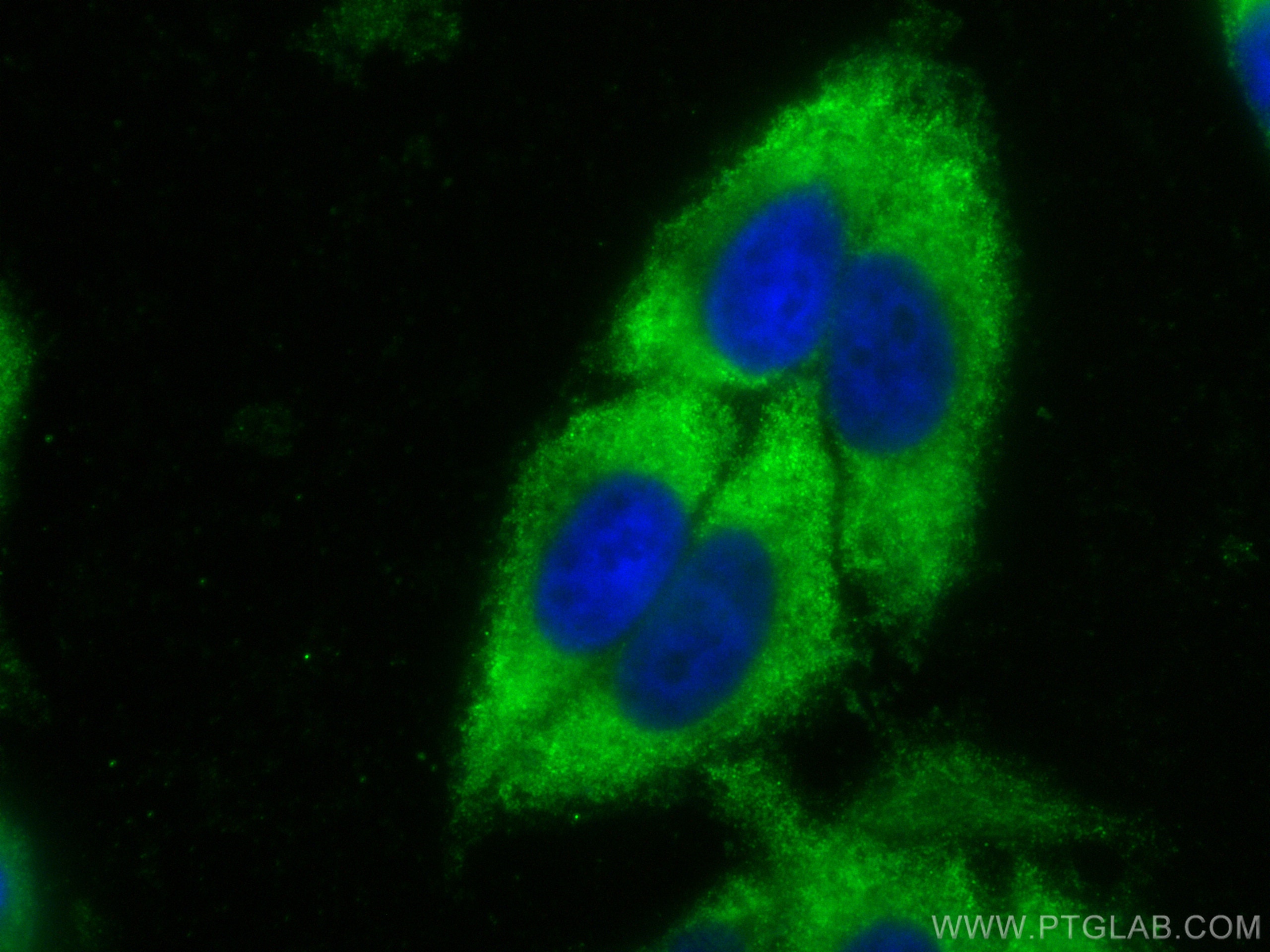 IF Staining of HepG2 using CL488-16754