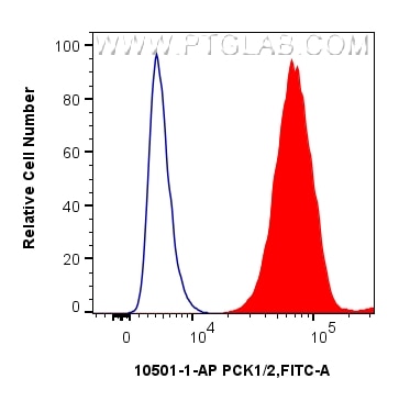 1x10^6 HepG2 cells were intracellularly stained with 0.25 ug PCK1/2 Polyclonal antibody (14892-1-AP) and CoraLite®488-Conjugated Goat Anti-Rabbit IgG(H+L) (SA00013-2)(red), or 0.25 ug Isotype Control (blue). Cells were fixed and permeabilized with Intracellular Flow Cytometry Fixation & Permeabilization Buffer Kit (PF00019). Flow cytometry (FC) experiment of HepG2 cells using PCK1/2 Polyclonal antibody (14892-1-AP)