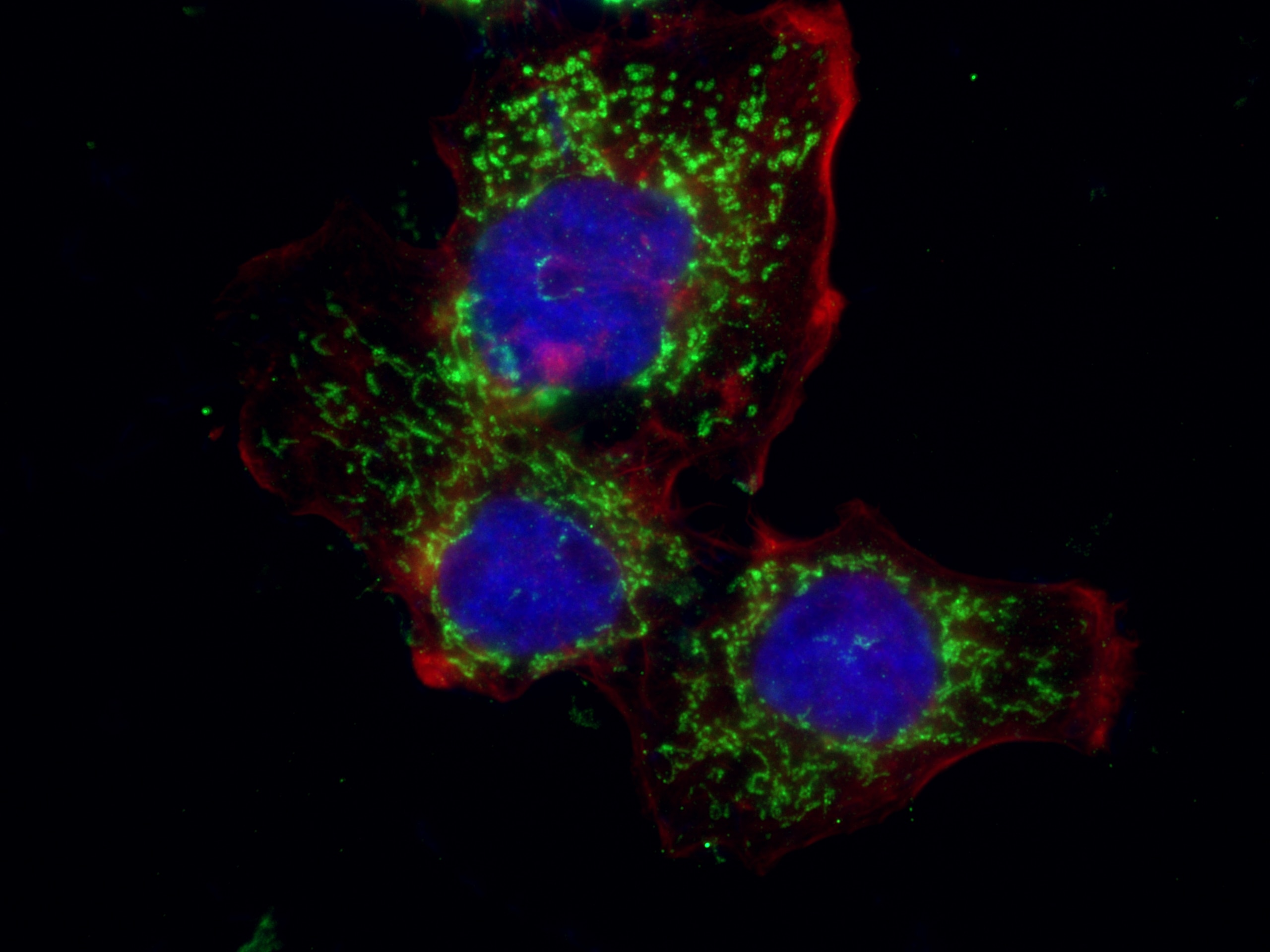 Immunofluorescence (IF) / fluorescent staining of MCF-7 cells using PCK2 Polyclonal antibody (14892-1-AP)