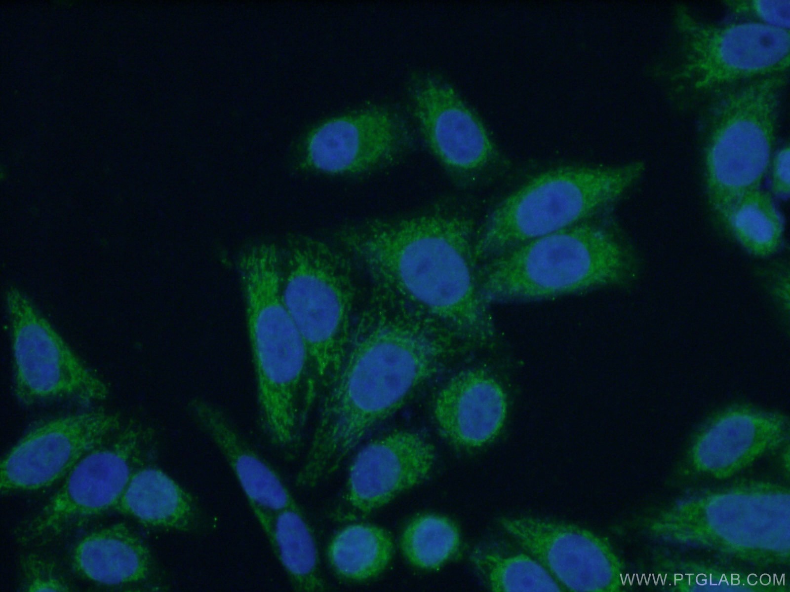 Immunofluorescence (IF) / fluorescent staining of HepG2 cells using PCK2 Polyclonal antibody (14892-1-AP)