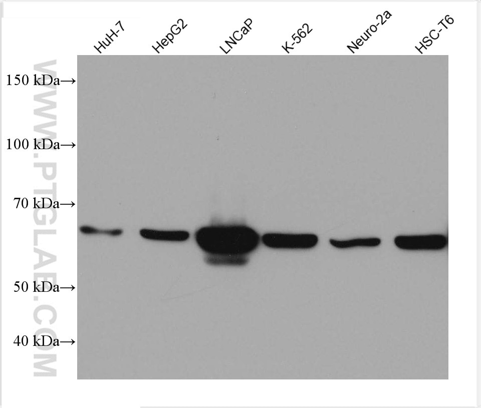 Western Blot (WB) analysis of various lysates using PCK2 Monoclonal antibody (67676-1-Ig)