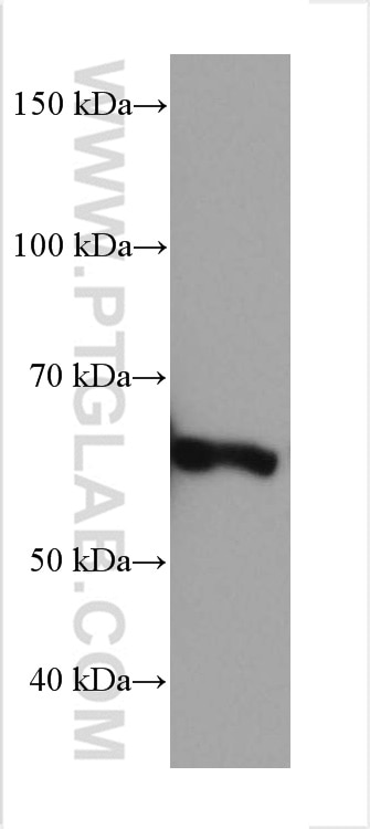 Western Blot (WB) analysis of rat liver tissue using PCK2 Monoclonal antibody (67676-1-Ig)