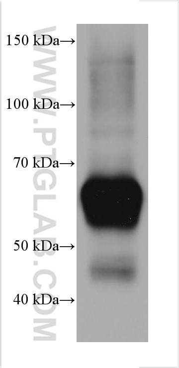 Western Blot (WB) analysis of pig liver tissue using PCK2 Monoclonal antibody (67676-1-Ig)