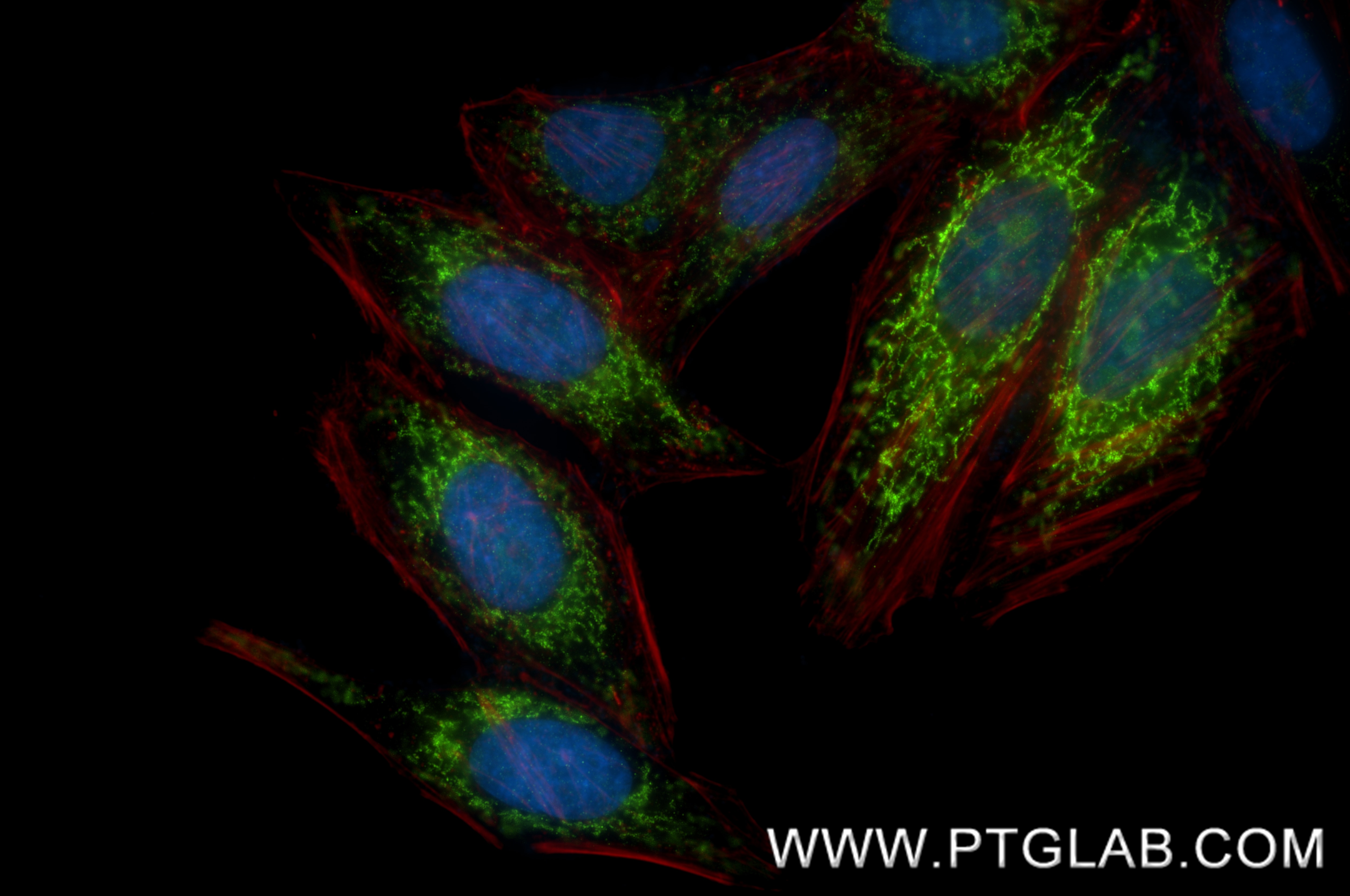 Immunofluorescence (IF) / fluorescent staining of HepG2 cells using PCK2 Recombinant monoclonal antibody (88027-1-RR)