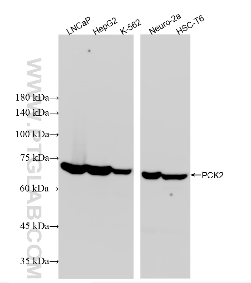 Western Blot (WB) analysis of various lysates using PCK2 Recombinant monoclonal antibody (88027-1-RR)