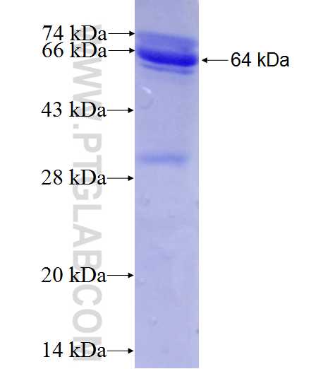 PCK2 fusion protein Ag6681 SDS-PAGE