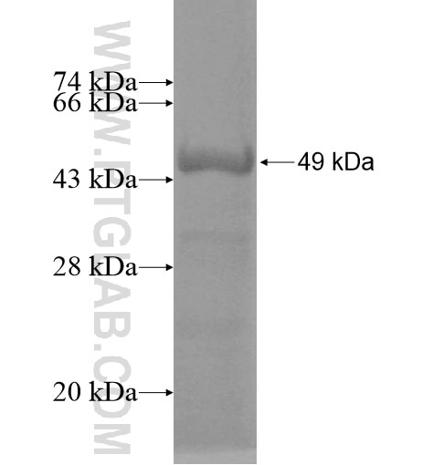 PCLO fusion protein Ag12952 SDS-PAGE
