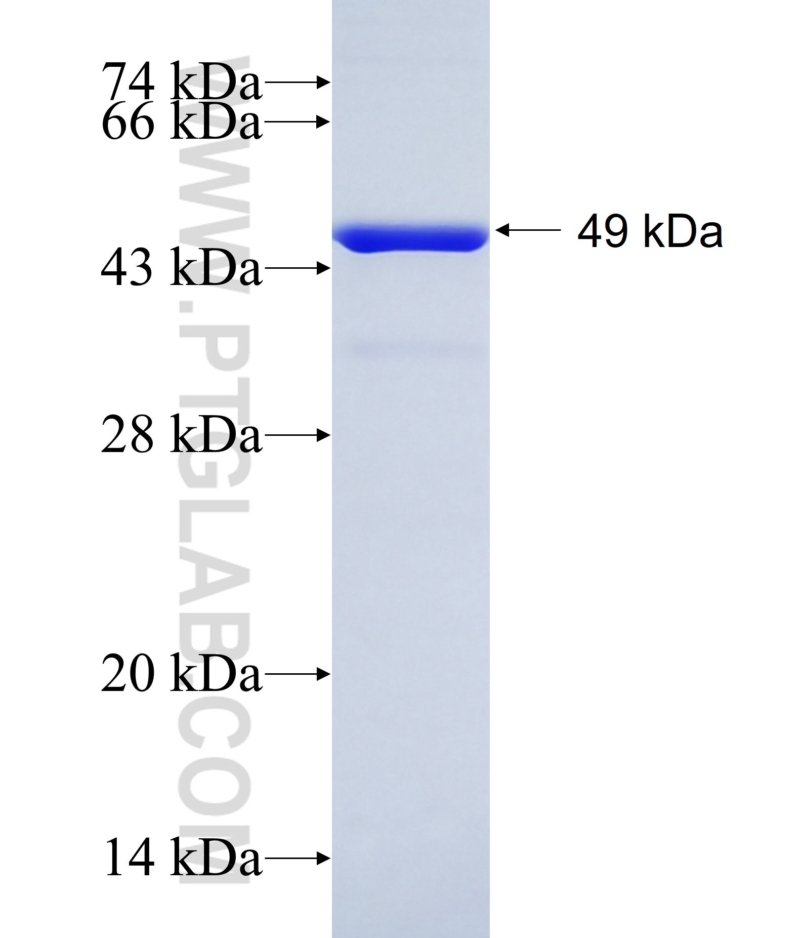 PCLO fusion protein Ag12952 SDS-PAGE