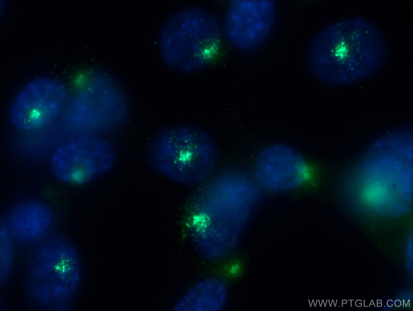 Immunofluorescence (IF) / fluorescent staining of NIH/3T3 cells using PCM1 Polyclonal antibody (19856-1-AP)