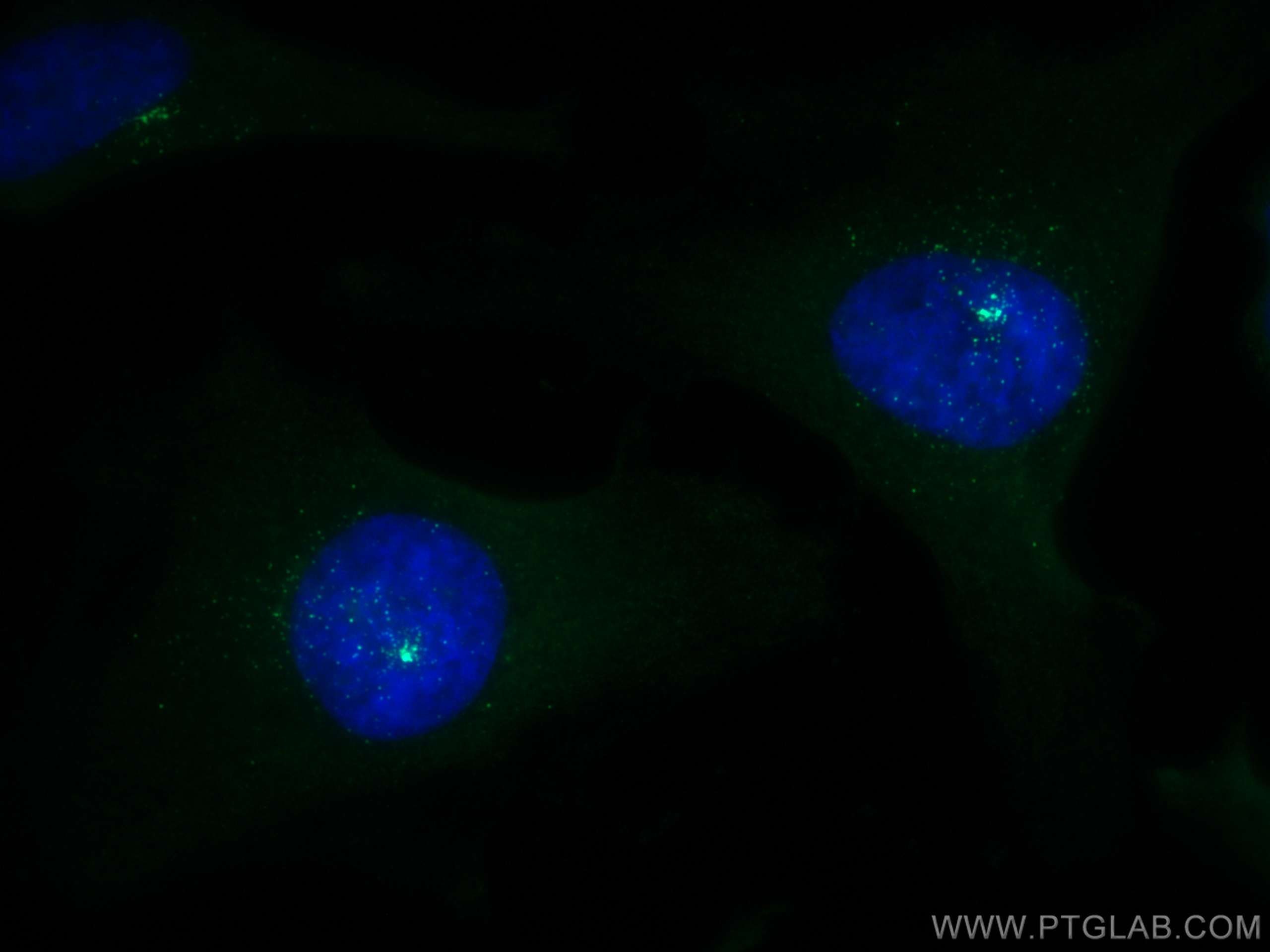 Immunofluorescence (IF) / fluorescent staining of HeLa cells using CoraLite® Plus 488-conjugated PCM1 Polyclonal anti (CL488-19856)