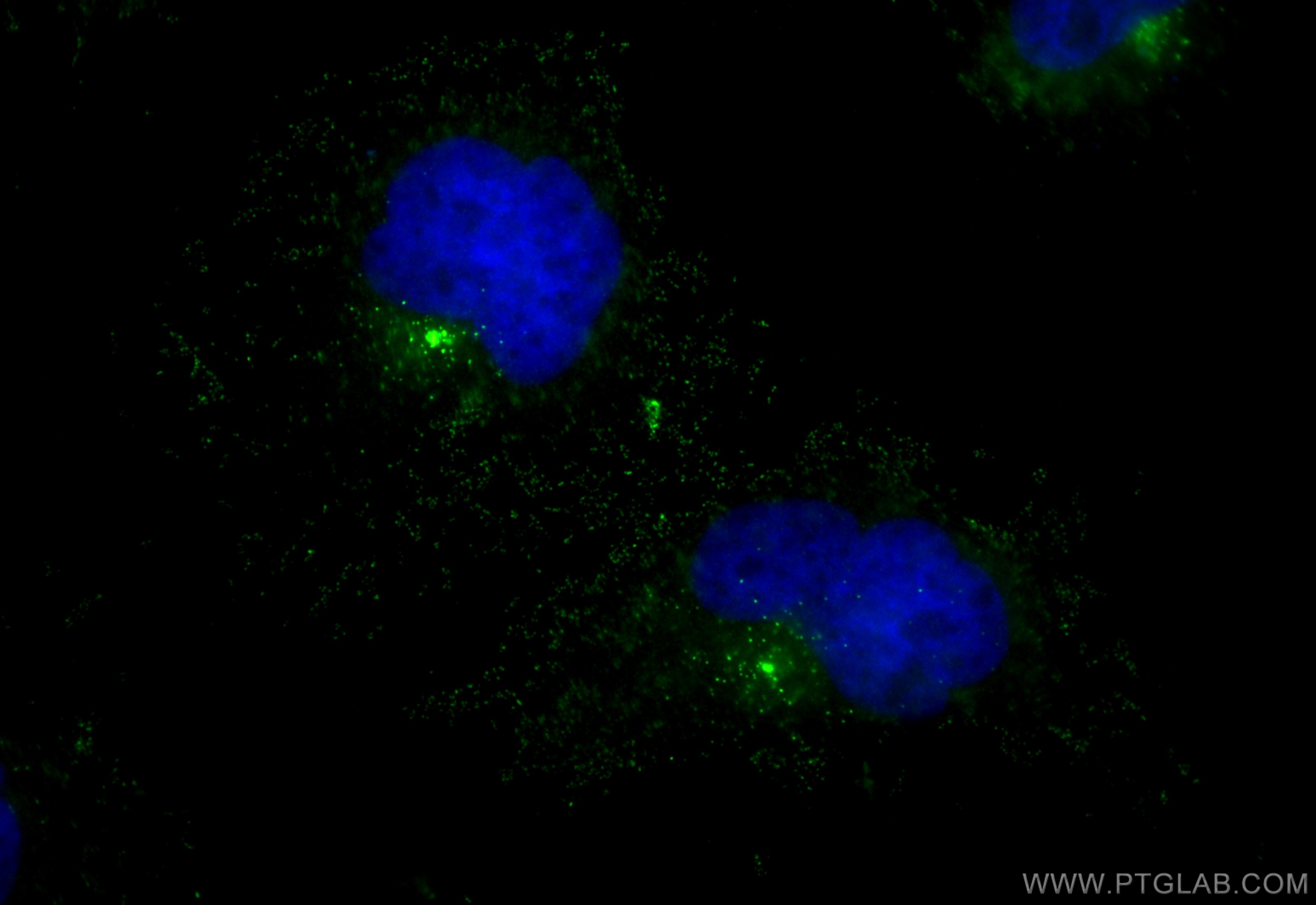 Immunofluorescence (IF) / fluorescent staining of HeLa cells using CoraLite® Plus 488-conjugated PCM1 Recombinant ant (CL488-84979)