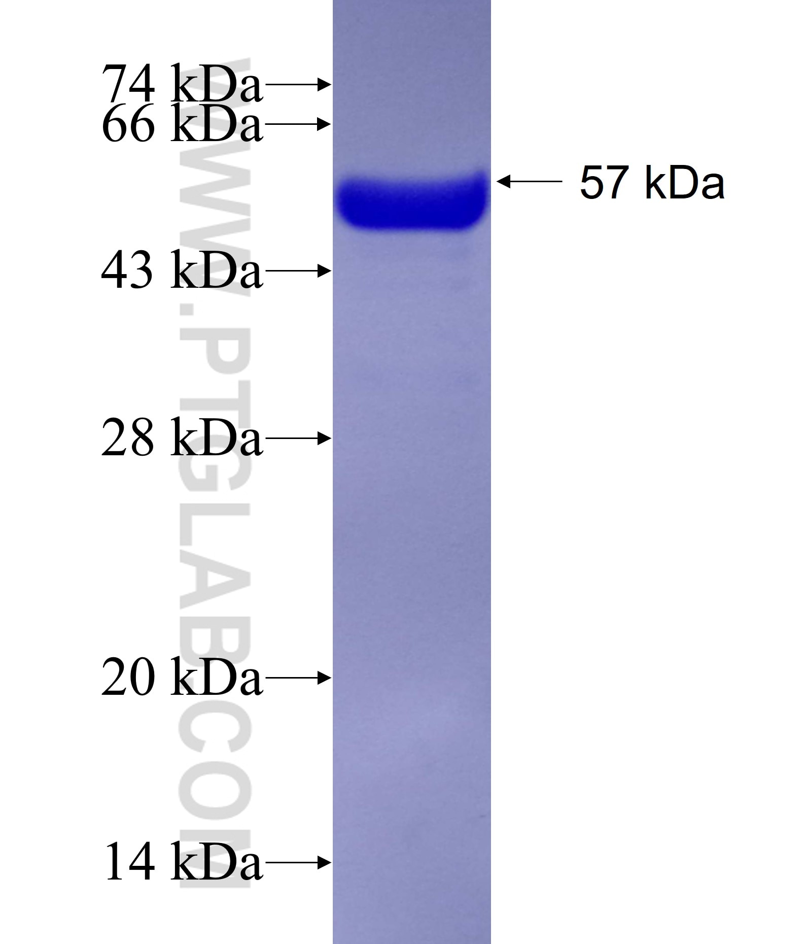 PCM1 fusion protein Ag13929 SDS-PAGE