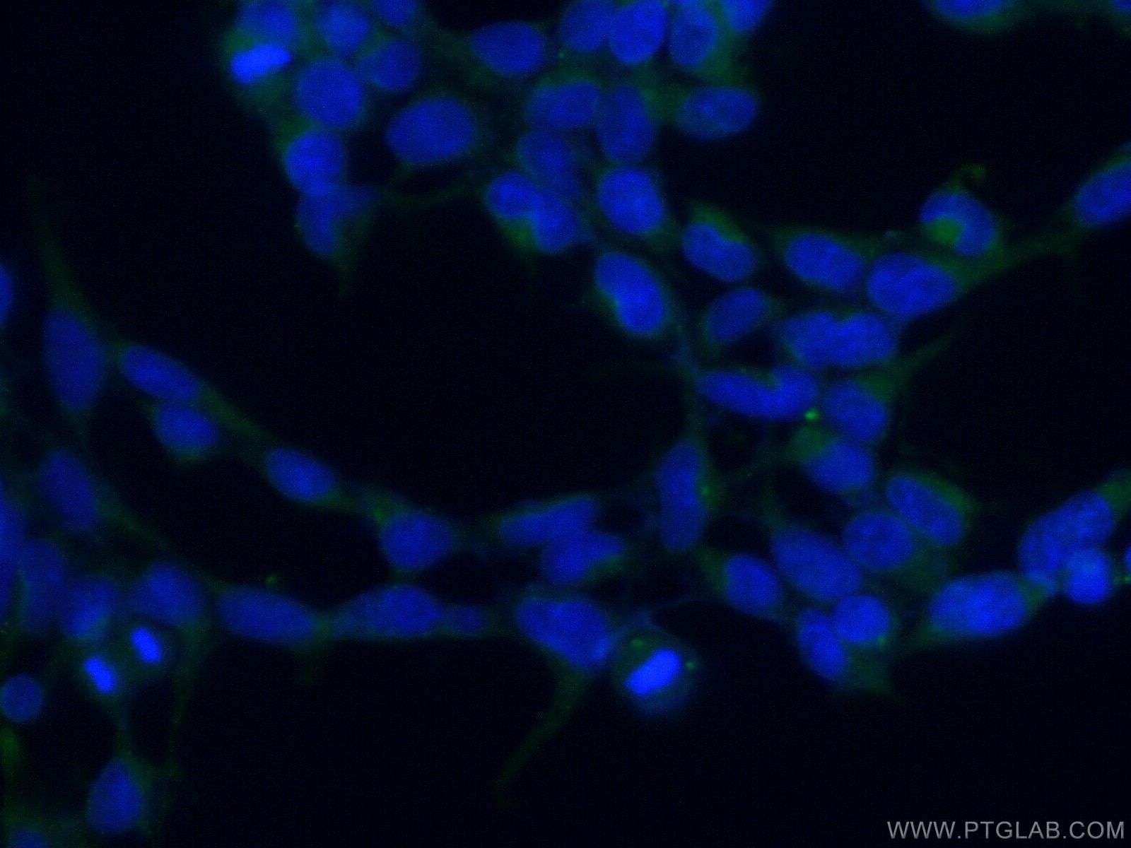 Immunofluorescence (IF) / fluorescent staining of HEK-293 cells using PCMT1 Polyclonal antibody (10519-1-AP)
