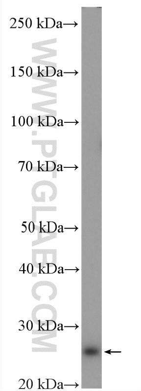 Western Blot (WB) analysis of mouse testis tissue using PCMT1 Polyclonal antibody (10519-1-AP)