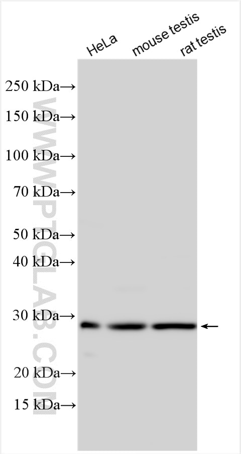 Western Blot (WB) analysis of various lysates using PCMT1 Polyclonal antibody (10519-1-AP)