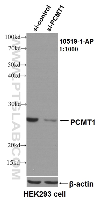 Western Blot (WB) analysis of HeLa cells using PCMT1 Polyclonal antibody (10519-1-AP)