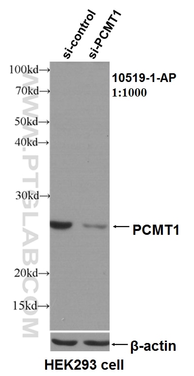 WB analysis of HeLa using 10519-1-AP