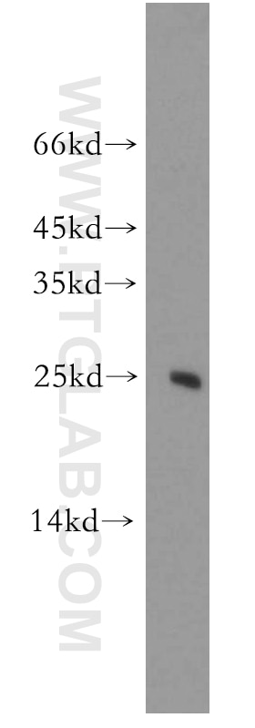 Western Blot (WB) analysis of human testis tissue using PCMT1 Polyclonal antibody (10519-1-AP)