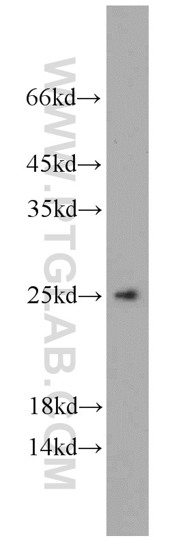 Western Blot (WB) analysis of HEK-293 cells using PCMT1 Polyclonal antibody (10519-1-AP)