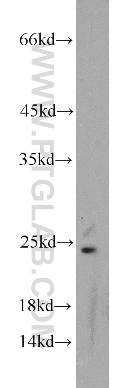 Western Blot (WB) analysis of Raji cells using PCMT1 Polyclonal antibody (10519-1-AP)