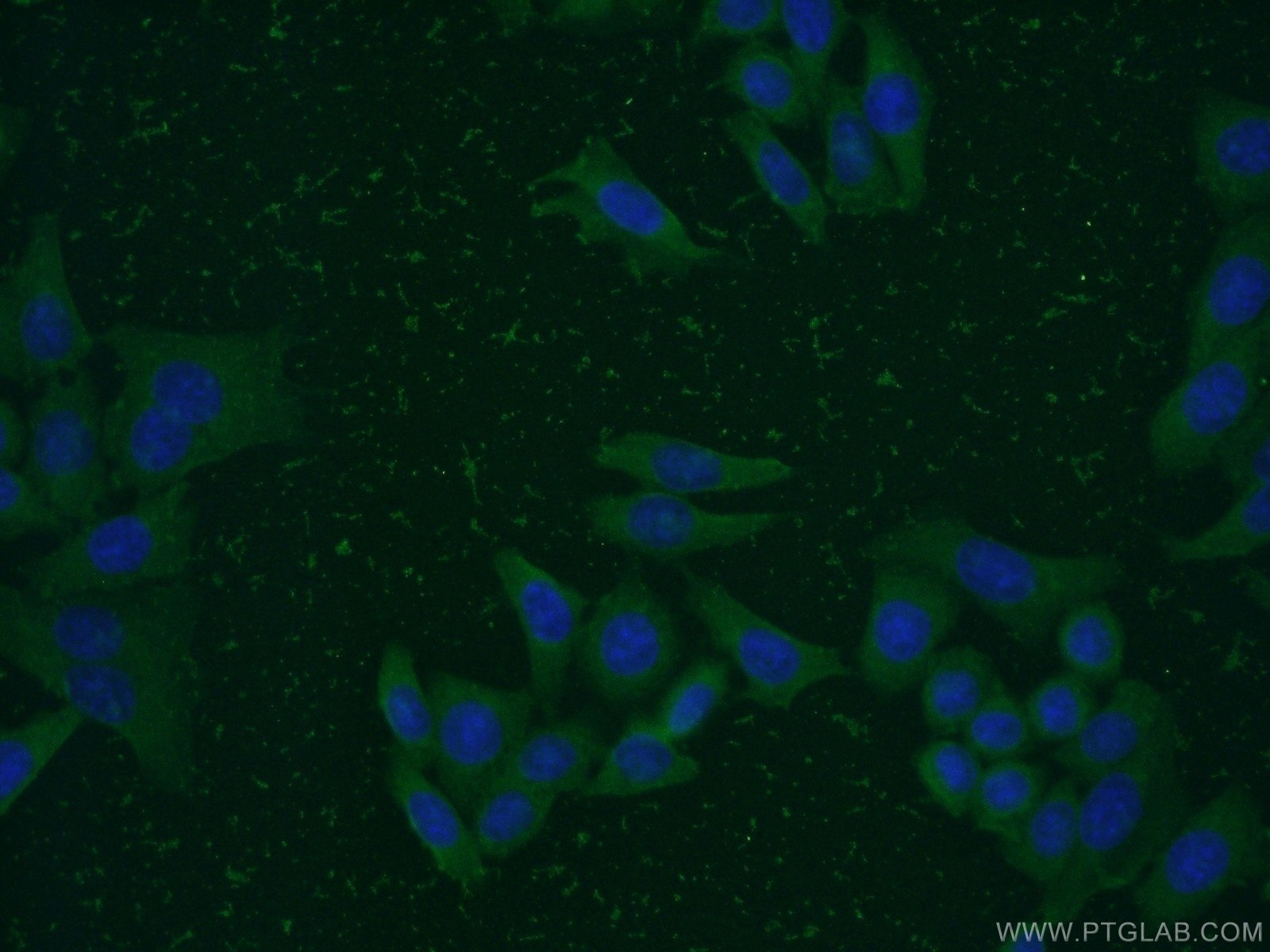 Immunofluorescence (IF) / fluorescent staining of HeLa cells using PCMT1 Monoclonal antibody (60172-1-Ig)