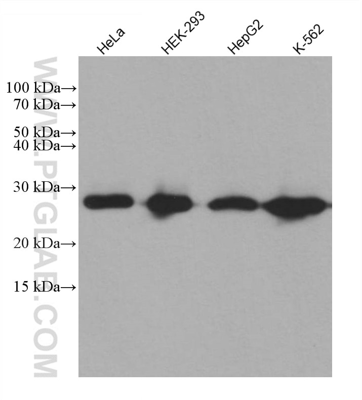Western Blot (WB) analysis of various lysates using PCMT1 Monoclonal antibody (60172-1-Ig)