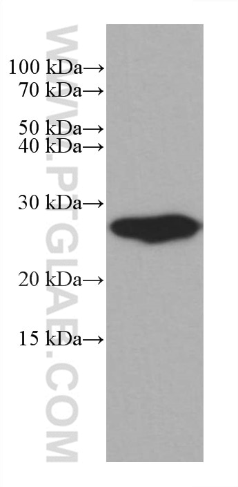 Western Blot (WB) analysis of pig brain tissue using PCMT1 Monoclonal antibody (60172-1-Ig)