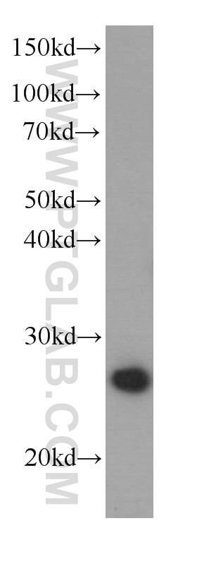 Western Blot (WB) analysis of Raji cells using PCMT1 Monoclonal antibody (60172-1-Ig)
